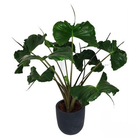 Alocasia Stingray | 5 cm plug 50/tray