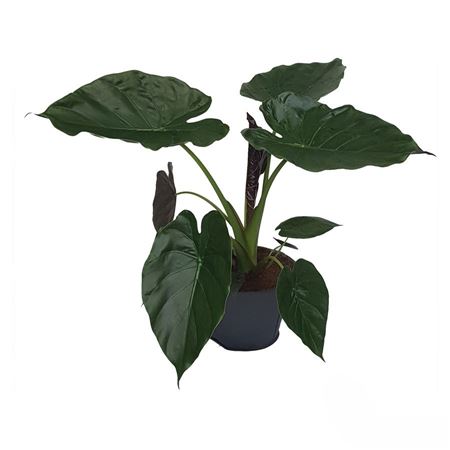 Alocasia Wentii | 5 cm plug 50/tray