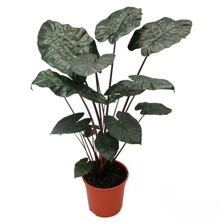 Alocasia Yucatan Princess | 5,5 cm plug 40/tray