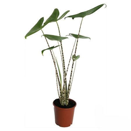 Alocasia Zebrina | 5 cm plug 50/tray