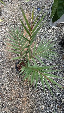 Alpinia Luteocarpa | 5 cm plug 60/tray