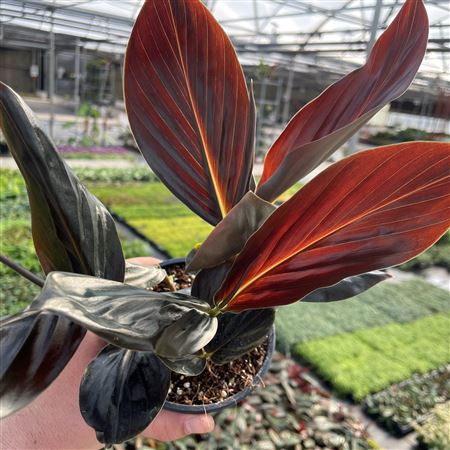 Alpinia Midnight | 5 cm plug 50/tray