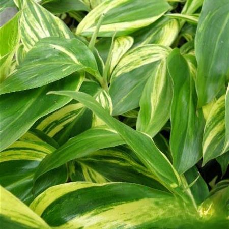 Alpinia zerumbet variegata | 5 cm plug 50/tray