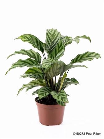 Calathea Warsewiczii | 5 cm plug 60/tray