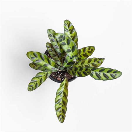 Calathea Insignis (Lancifolia) | 5 cm plug 60/tray