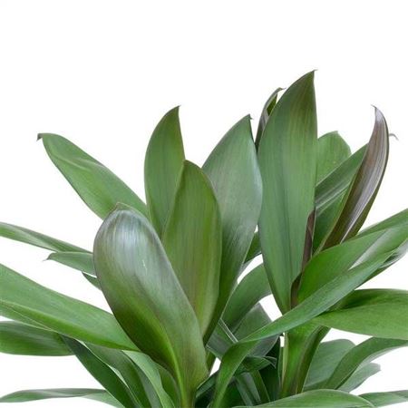 Cordyline fruticosa Glauca | 5 cm plug 60/tray