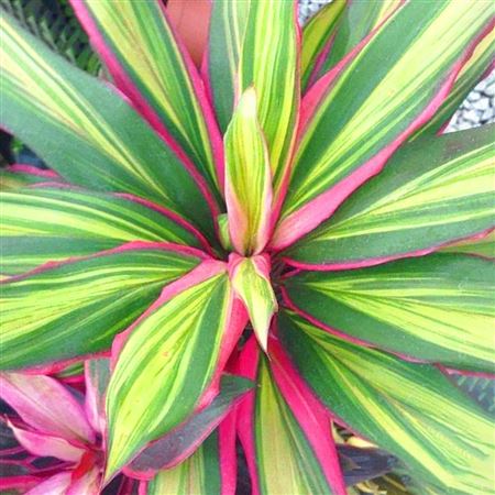 Cordyline fruticosa Kiwi | 5 cm plug 60/tray