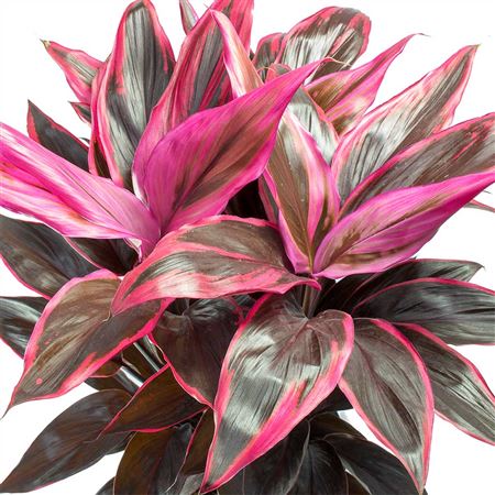 Cordyline fruticosa Mambo | 5 cm plug 60/tray