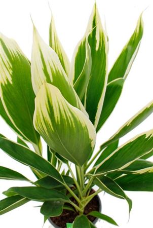 Cordyline fruticosa New Conga | 5 cm plug 60/tray