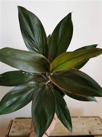 Cordyline fruticosa Rumba | 5 cm plug 60/tray