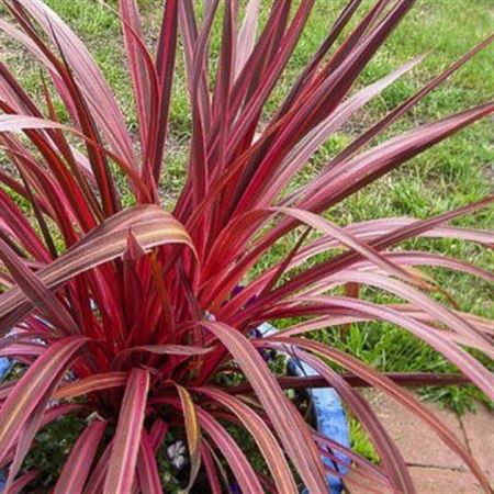 Cordyline fruticosa Salsa | 5 cm plug 60/tray