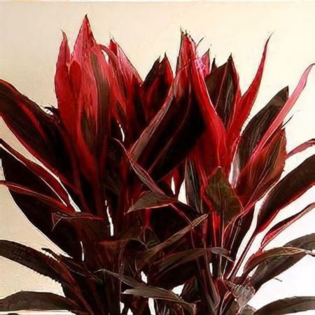 Cordyline fruticosa Tango | 5 cm plug 60/tray