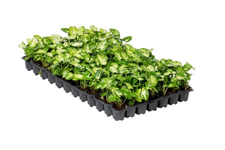 Syngonium White Butterfly (clumb) | 5 cm plug 50/t