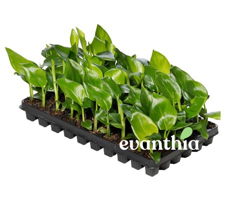 Strelitzia nicolai | Plug Tray 60 1PP