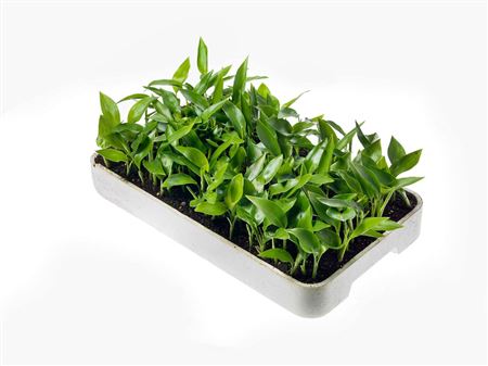 Strelitzia reginae  | Sowingbox 100+ semillas