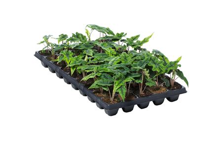 Alocasia Jacklyn | Tr.45 - 1PP Cult Tej