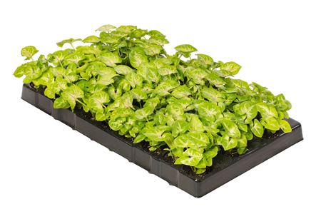 Syngonium Golden | Tr.84 - 1PP Cult Tej