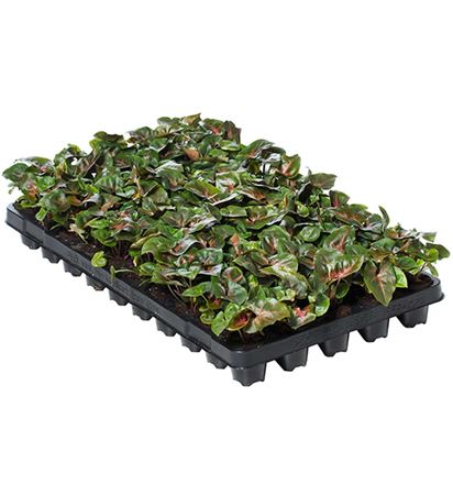 Syngonium Maria | Tr.50 - 1PP Cult Tej