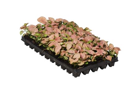 Syngonium Neon | Tr.50 - 1PP Cult Tej