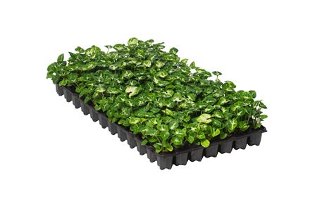 Syngonium Pixie | Tr.84 - 1PP Cult Tej