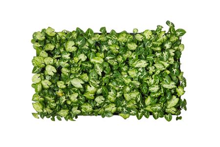 Syngonium White Butterfly | Tr.84 - 1PP Cult Tej