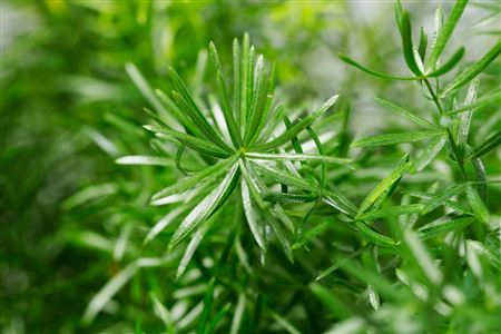 Asparagus Mazeppa | Tr.66 - 10+ semillas