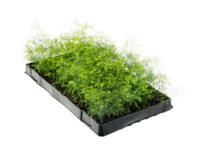 Asparagus virgatus | Tr.112 - 3+ semillas