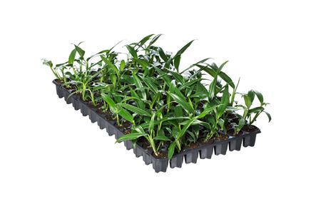 Epipremnum amplissimum Light Green | Tr.84 - 1PP C