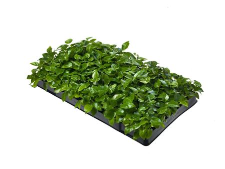 Schefflera actinophylla | Tr.112 - 5+ semillas