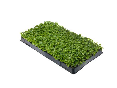 Schefflera arboricola | Tr.112 - 5+ semillas