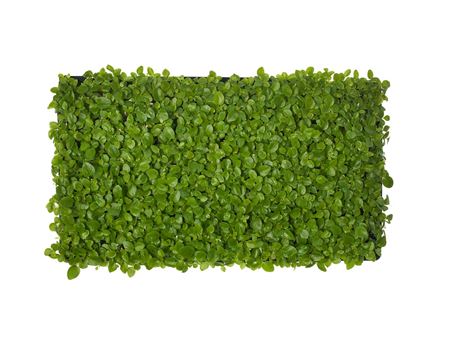 Schefflera arboricola | Tr.66 - 5+ semillas