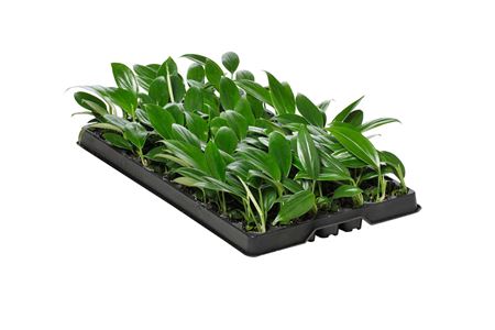 Epipremnum pinnatum 'Dragon Tail' | Tr.84 - 1PP Cu