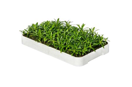 Pachypodium  lamerei | Sowingbox 200+ semillas