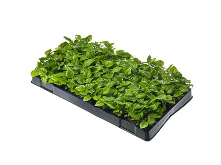 Fatsia Japonica Tr 112 5+ semillas