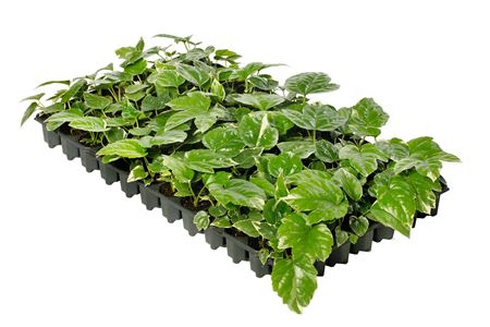 Fatsia Japonica "Variegata" | TR84 1PP Tissue Cult