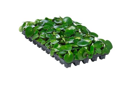 Peperomia Raindrop | Tr.50 - 1PP Cult Tej