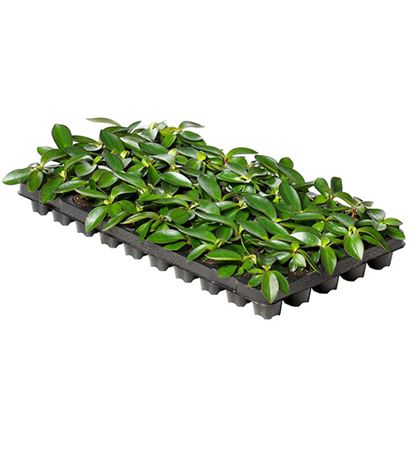 Peperomia Red Margin | Tr.50 - 1PP Cult Tej