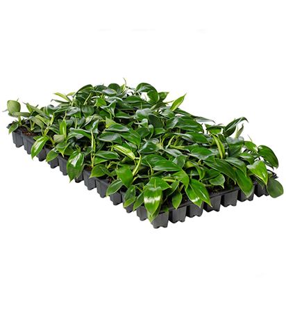 Philodendron Florida Beauty Green | Tr.84 - 1PP Cu