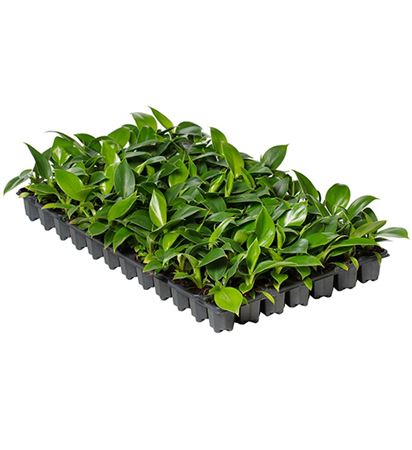 Philodendron Imperial Green | Tr.84 - 1PP Cult Tej