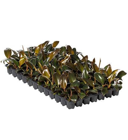 Philodendron Imperial Red | Tr.84 - 1PP Cult Tej