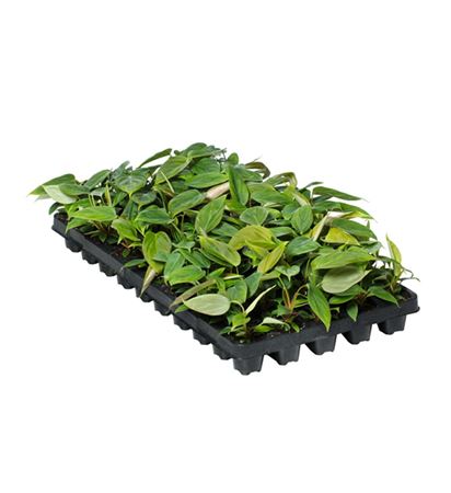 Philodendron fuzzy petiole | Tr.50 - 1PP Cult Tej