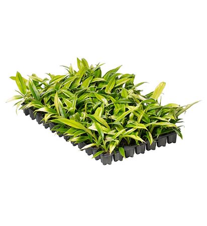 Philodendron selloum | Sowingbox 500+ semillas