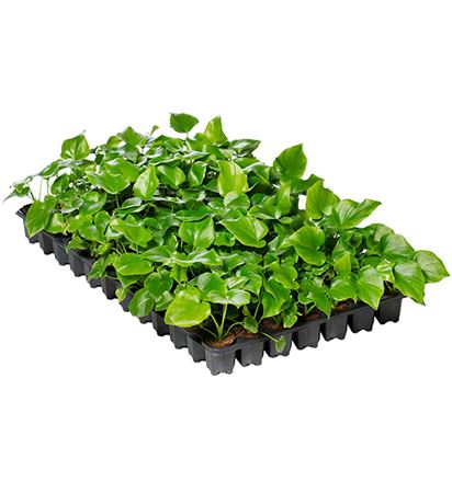 Philodendron selloum | Tr.66 - 5+ semillas