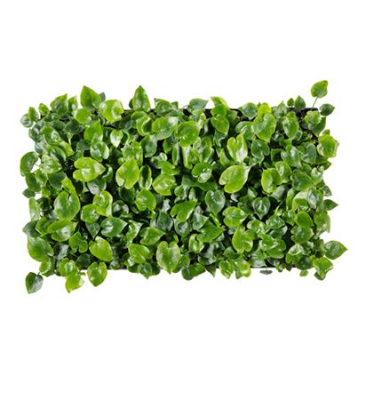 Philodendron Shangri La | Tr.84 - 1PP Cult Tej