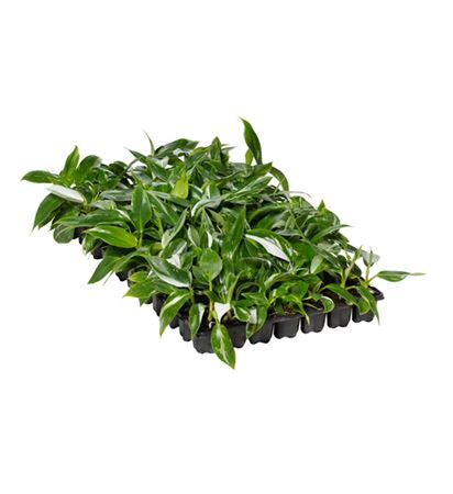 Philodendron White Princess | Tr.84 - 1PP Cult Tej