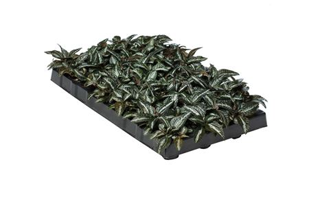 Pilea Silver Tree | Tr.51 - 1PP Cuttings