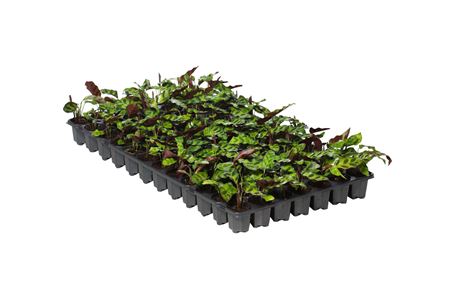 Calathea lancifolia | Tr.84 - 1PP Cult Tej