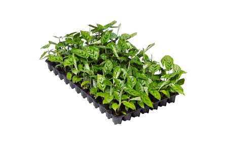 Calathea leopardina | Tr.84 - 1PP Cult Tej