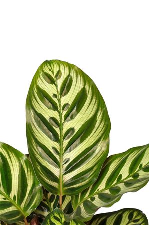 Calathea makoyana | Tr.84 - 1PP Cult Tej