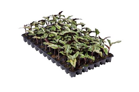 Calathea majestica | Tr.84 - 1PP Cult Tej